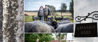 De finaste fåren – och de bästa lammbönderna