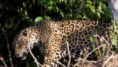 Våtmarkernas jaguarer hotas av bränder