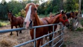 Häststympningsliga väcker olust i Frankrike