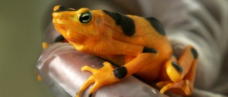 Supersvamp hotar Panamas sista gyllene grodor
