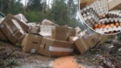 10 000-tals ägg från spanska burhöns dumpade utanför Eskilstuna