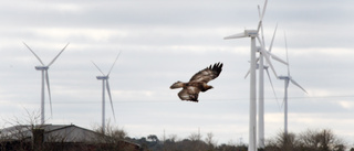 Sex örnar dödade av vindkraftverk i år • Hanne i revir på Näsudden hittad död i helgen