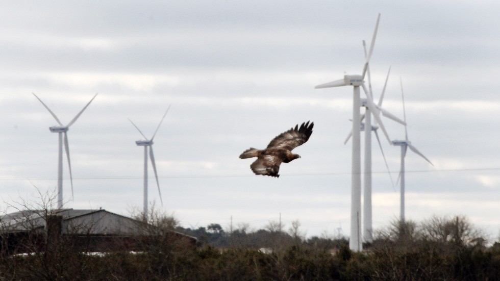 Tjust Fågelklubb menar att de planerade vindkraftverken kommer att innebära en katastrof för miljön och fågellivet.