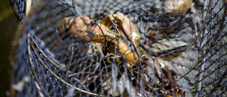 Vätternkräftor: Nu jagas tjuvfiskare på torra land