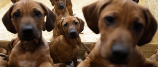 Forskare söker 3 000 hundvalpar