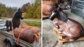 1,5 ton skulpturer från Tjällmo till lekpark i länet