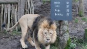 Dystert på London Zoo: "Overkligt"