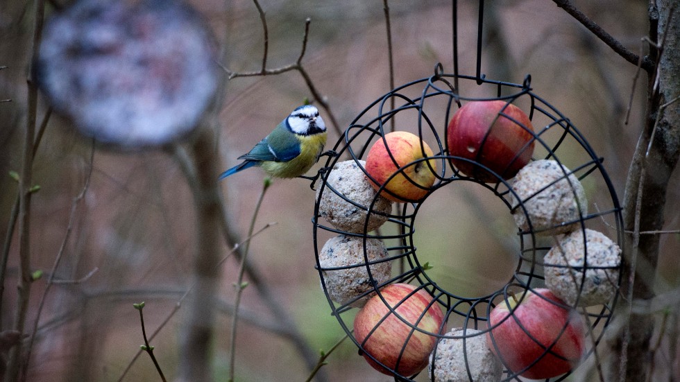 Att mata fåglar gillar många, men räcker inte för att rädda ekosystemet, betonar debattören, som dock tror att intresset för fåglarna utanför fönstret kan öppna upp för andra åtgärder som bidrar till biologisk mångfald.