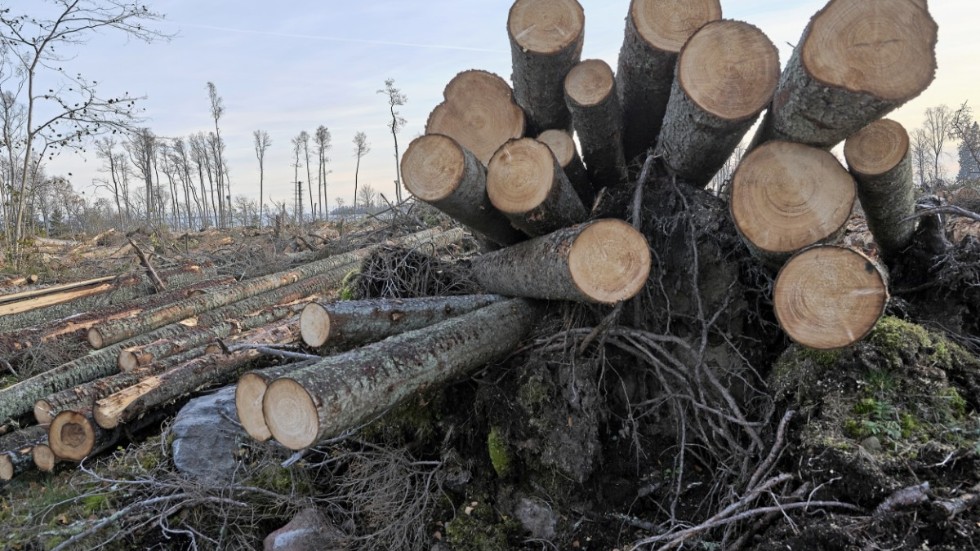 Avverkning i logistikområdet medför ökat avrinningsproblem vid Lasstorp, enligt insändarskribenten. Bilden visar avverkade träd på en annan plats.