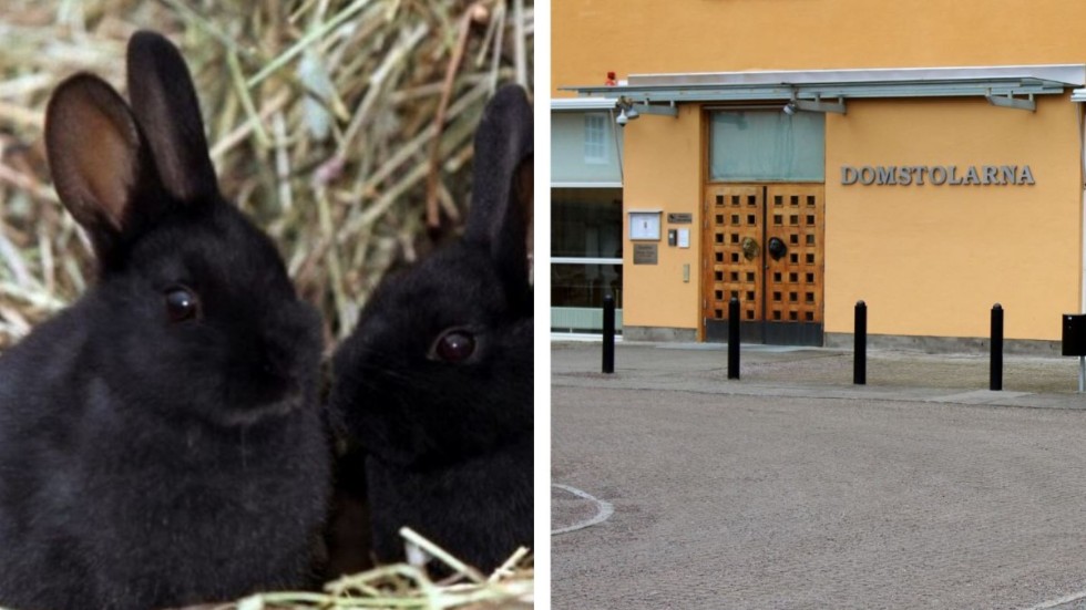 En man i 45-årsåldern misstänks ha dödat två kaniner och har nu häktats för djurplågeri och skadegörelse. (Kaninerna på bilden är fotograferade i ett annat sammanhang och har inte med händelsen att göra.)