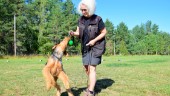 Hundens vecka i Vimmerby – aktiviteter för hundägare