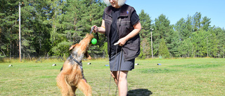 Stor ökning av hundar i Vimmerby – expertens bästa tips