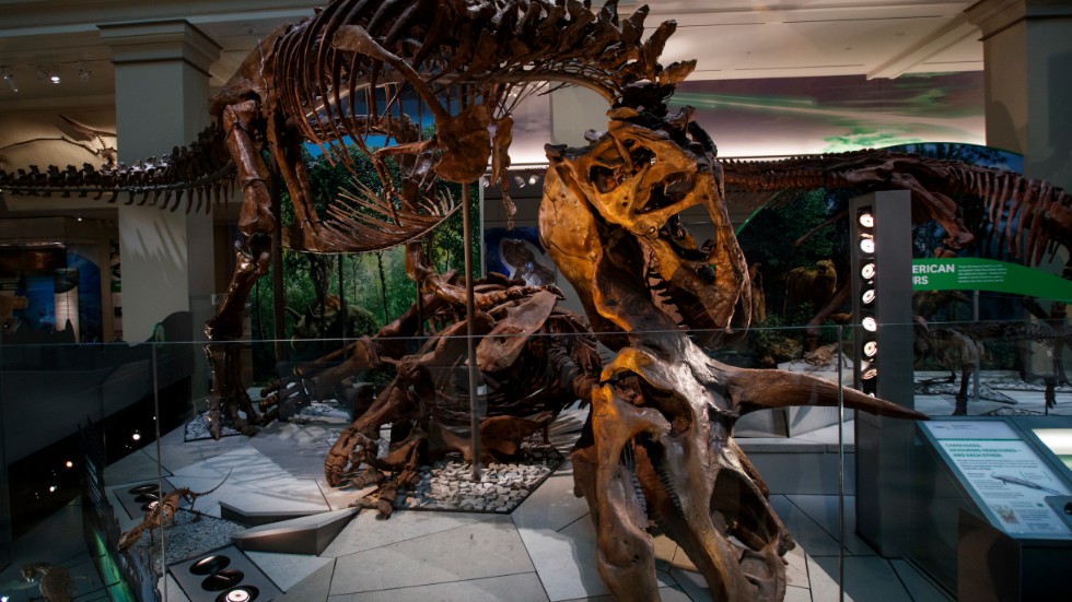 En Triceratops, en släkting till Centrosaurus, angrips av en Tyrannosaurus rex i en utställning på Smithsonian i Washington DC, USA. Arkivbild.