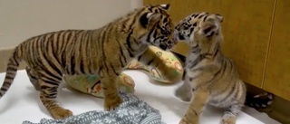 TV: Se när tigerungarna möts för första gången