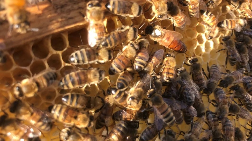 Några av bina. Drottningen är den stora, lite till höger om mitten.