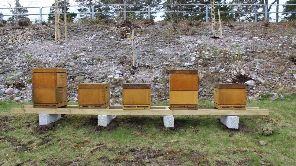 Fem bikupor står nu uppradade i anslutning till den nysådda ängen.