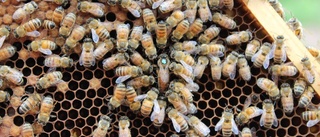 Bikupor kan konkurrera ut vilda bin
