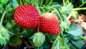 Quiz: Vad kan du om jordgubbar?
