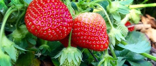 Quiz: Vad kan du om jordgubbar?
