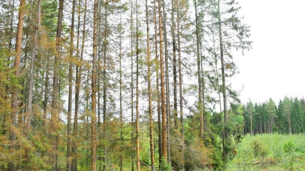 "De flesta skogsägare i Vimmerby  som har den typen av skog har fått träd angripna" Johan Johnsson.