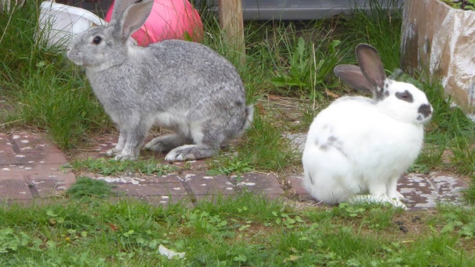 Kaniner springer lösa i Stålhagen. Det har blivit ett problem för boende i området, som vill få ett slut på kaninernas frihet.