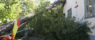 Stort träd knäcktes längs Nyköpingsån – landade rakt på tak