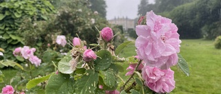 Rosglädje och trädgårdsskönhet på Julita gård – ett av Sveriges klonarkiv: ''Vi ser ett ökat intresse''