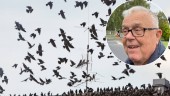 Invasion av kajor i Eskilstuna – har föda i överflöd: "Gäller att se till att de aldrig får lugn och ro"