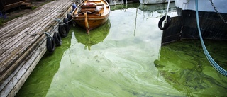 Värmeböljan kan leda till ökad algblomning – så känner du igen de giftiga algerna