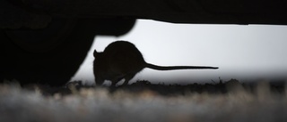 Problem med råttor i bostadsområde