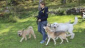 Nytt hunddagis i Läggesta: "Största målgruppen för oss är hundägare som pendlar"