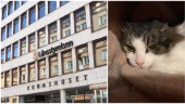 Efter dom om plågade katter – beläggs med djurförbud 