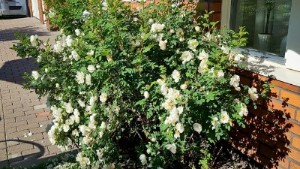 Läsarbilden: Min finska vita ros i blom