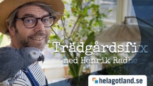 TV: Trädgårdsfix med Henrik Radhe
