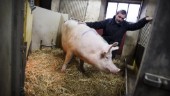60 grisar befaras stulna från gård