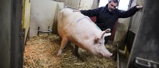 60 grisar befaras stulna från gård