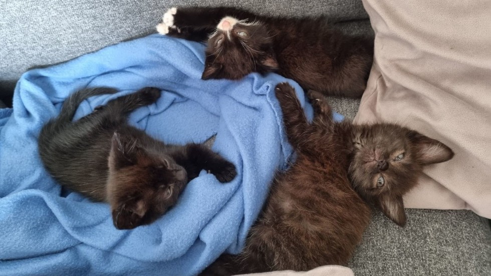 De tre små katterna ser ut att trivas hemma hos Pethra Hagman i Hultsfred.