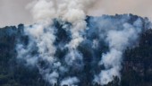 Skogsbränder sprider sig i Tyskland