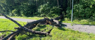 Träd föll över gångväg – kronan dundrade ner över vägbanan: "Det kunde ha slutat olyckligt"