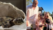 Efter försvinnandet – sköldpaddan Turbo är hemma igen • ”Klart att han ska få vara ute och ha lite sommarlov”
