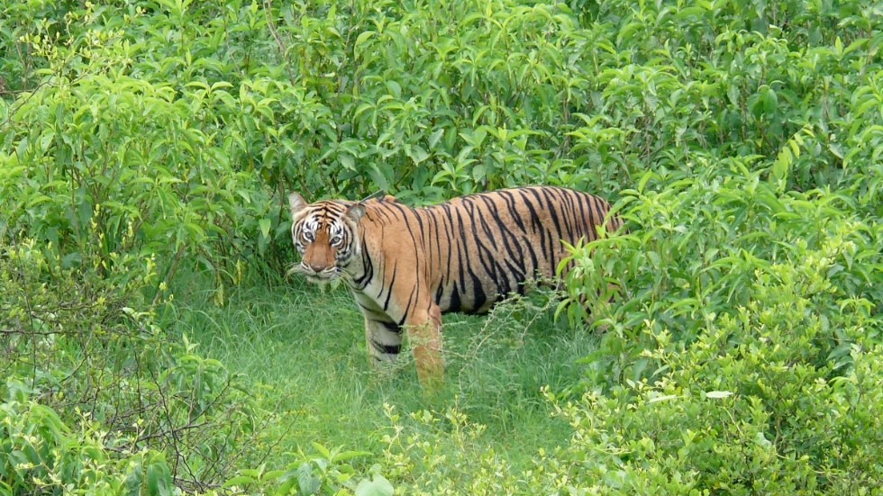 Tigerhona i nationalparken Sariska i delstaten Rajasthan i Indien. Indien har nu cirka 3|000 tigrar, två tredjedelar av hela världspopulationen.