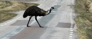 Ingen åtgärd från länsstyrelsen kring den förrymda emun