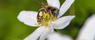 Fortsätt rädda våra bin       