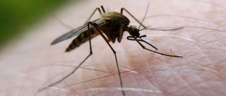 Myggbekämpning en statlig angelägenhet