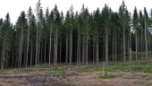 Stora skador på svenska skogen