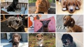 Var med i Norrans fototävling – skicka in din bästa husdjursbild • Kolla in bidragen som trillat in