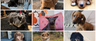 Var med i Norrans fototävling – skicka in din bästa husdjursbild • Kolla in bidragen som trillat in