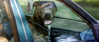 Såg hund i varm bil i Västervik – polisanmälde djurplågeri