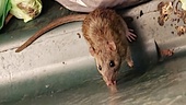 Närmre 3 000 larm om problem med råttor