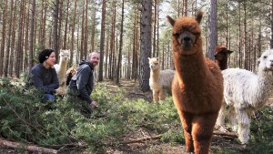 Häng med på alpackasafari hos Gotlands alpacka 